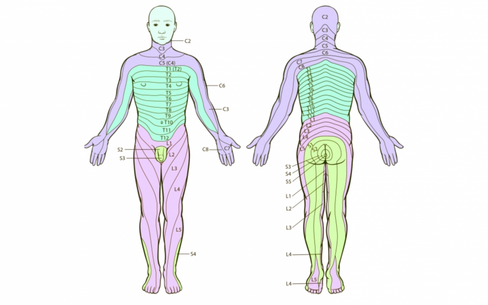 Dermatomen