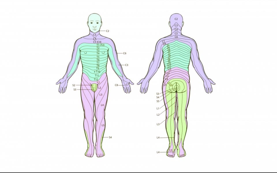 Dermatomen v3